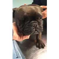 Foto dell\'animale cane - Matr. 2022/0168 - Microchip 941000021577607