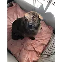 Foto dell\'animale cane - Matr. 2022/0169 - Microchip 380260044665885