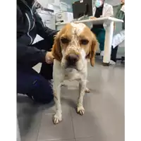 Foto dell\'animale cane - Matr. 2022/0171 - Microchip 380260101450918