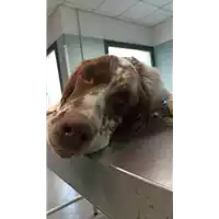 Foto dell\'animale cane - Matr. 2022/0177 - Microchip 380260160207075