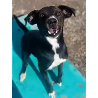 Foto dell\'animale cane - Matr. 2022/0190 - Microchip 380260002554522