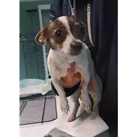 Foto dell\'animale cane - Matr. 2022/0192 - Microchip 380260044666173
