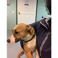 Foto dell\'animale cane - Matr. 2022/0199 - Microchip 380260044666988