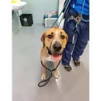 Foto dell\'animale cane - Matr. 2022/0203 - Microchip 380260044666188