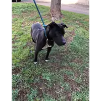 Foto dell\'animale cane - Matr. 2022/0204 - Microchip 380260044670114