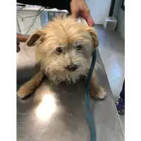 Foto dell\'animale cane - Matr. 2022/0205 - Microchip 380260044666311