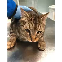 Foto dell\'animale gatto - Matr. 2022/0206 - Microchip 380260044669759