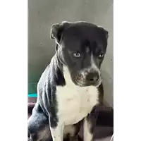 Foto dell\'animale cane - Matr. 2022/0208 - Microchip 380260044666700