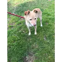Foto dell\'animale cane - Matr. 2019/0574 - Microchip 380260043869755