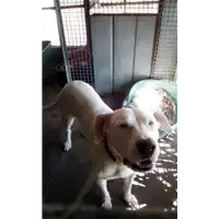 Foto dell\'animale cane - Matr. 2017/0904 - Microchip 380260043319275