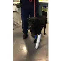 Foto dell\'animale cane - Matr. 2022/0211 - Microchip 380260160217047