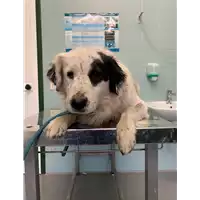 Foto dell\'animale cane - Matr. 2022/0212 - Microchip 380260044579496