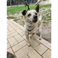 Foto dell\'animale cane - Matr. 2022/0214 - Microchip 380260000632148