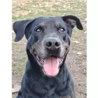 Foto dell\'animale cane - Matr. 2021/1594 - Microchip 380260101434681