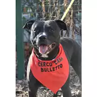 Foto dell\'animale cane - Matr. 2021/1955 - Microchip 380260044437112