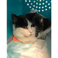 Foto dell\'animale gatto - Matr. 2022/0210 - Microchip 380260044666849