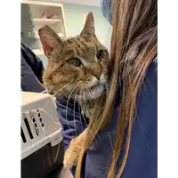 Foto dell\'animale gatto - Matr. 2022/0213 - Microchip 380260044671990