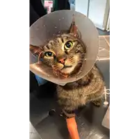 Foto dell\'animale gatto - Matr. 2022/0215 - Microchip 380260044550109