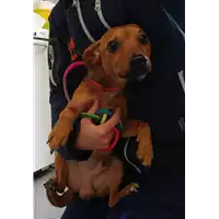 Foto dell\'animale cane - Matr. 2022/0216 - Microchip 380260044549691