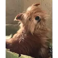 Foto dell\'animale cane - Matr. 2017/0903 - Microchip 380260043268884