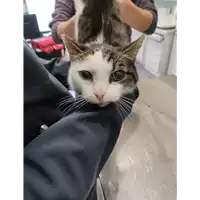 Foto dell\'animale gatto - Matr. 2022/0219 - Microchip 380260044549472