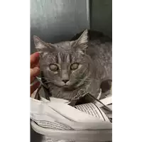 Foto dell\'animale gatto - Matr. 2022/0218 - Microchip 380260044441776