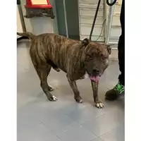 cane - Matr. 2022/0221 - Microchip 380260044549884