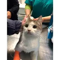 gatto - Matr. 2022/0222 - Microchip 380260043724365
