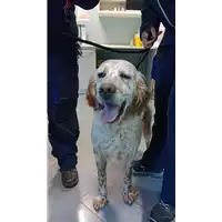 Foto dell\'animale cane - Matr. 2022/0224 - Microchip 380260080389663