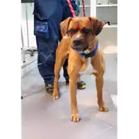 Foto dell\'animale cane - Matr. 2022/0225 - Microchip 380260101976815