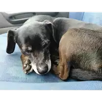 Foto dell\'animale cane - Matr. 2022/0226 - Microchip 380260044549772