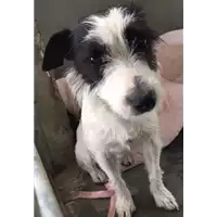 Foto dell\'animale cane - Matr. 2016/2190 - Microchip 985170003111887