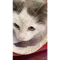 Foto dell\'animale gatto - Matr. 2022/0230 - Microchip 380260044549330