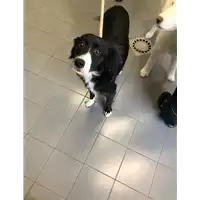 Foto dell\'animale cane - Matr. 2022/0232 - Microchip 380260044550064