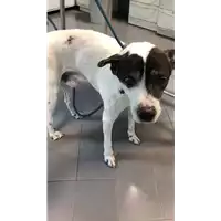 Foto dell\'animale cane - Matr. 2022/0233 - Microchip 380260002204566