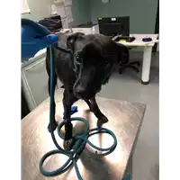 Foto dell\'animale cane - Matr. 2022/0234 - Microchip 380260044549535
