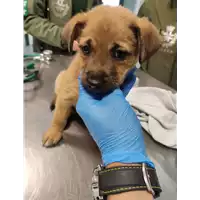 Foto dell\'animale cane - Matr. 2022/0238 - Microchip 380260044816463