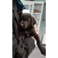 Foto dell\'animale cane - Matr. 2022/0239 - Microchip 380260044817062