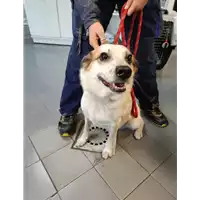 Foto dell\'animale cane - Matr. 2021/2294 - Microchip 380260101288314
