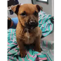 Foto dell\'animale cane - Matr. 2022/0240 - Microchip 380260044816305