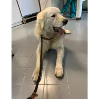cane - Matr. 2022/0242 - Microchip 380260044816707