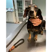 Foto dell\'animale cane - Matr. 2022/0244 - Microchip 380260044816778