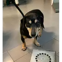 Foto dell\'animale cane - Matr. 2022/0243 - Microchip 380260044816569