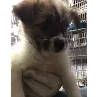 cane - Matr. 2017/0906 - Microchip 380260043257488