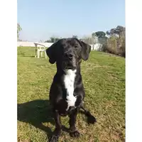 Foto dell\'animale cane - Matr. 2021/0994 - Microchip 380260100736540