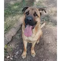 Foto dell\'animale cane - Matr. 2021/1606 - Microchip 380260044446329
