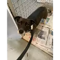Foto dell\'animale cane - Matr. 2022/0247 - Microchip 380260044549880