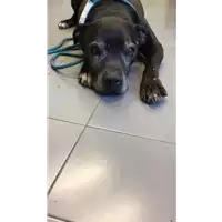 Foto dell\'animale cane - Matr. 2022/0259 - Microchip 380260044550008