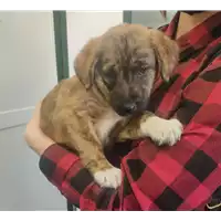 Foto dell\'animale cane - Matr. 2022/0260 - Microchip 380260044549404