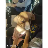 Foto dell\'animale cane - Matr. 2022/0261 - Microchip 380260044549228